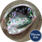 8539 - Polished Red Abalone  16cm